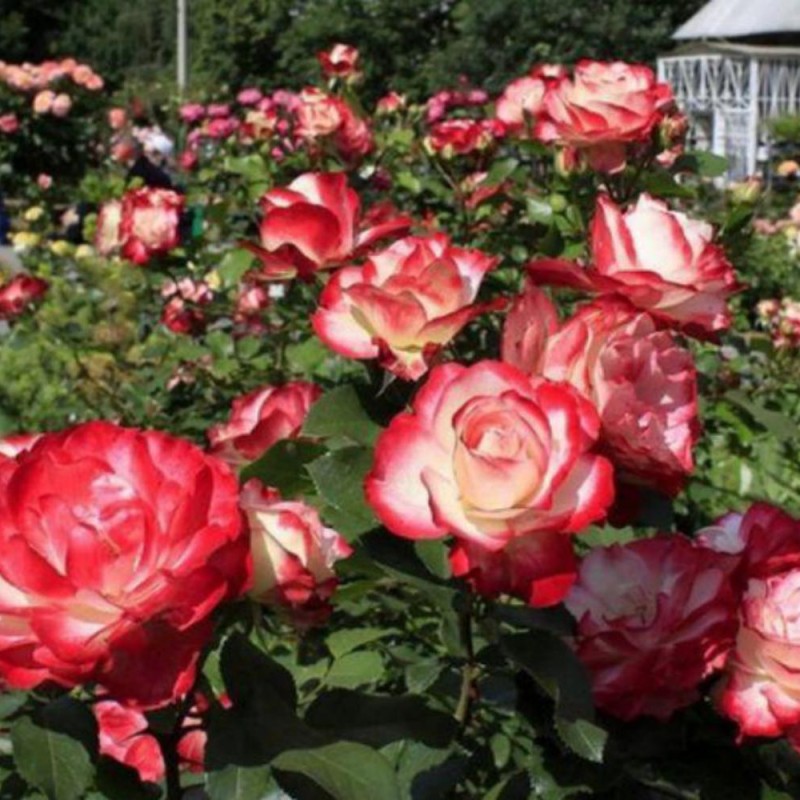 Юбилей Принца Монако