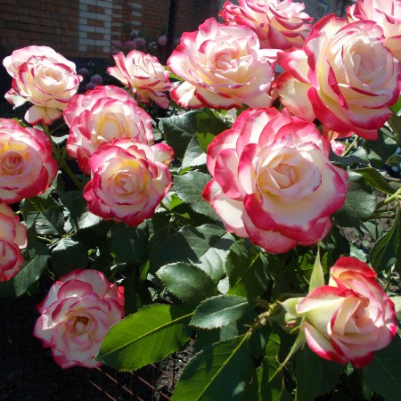 Юбилей Принца Монако