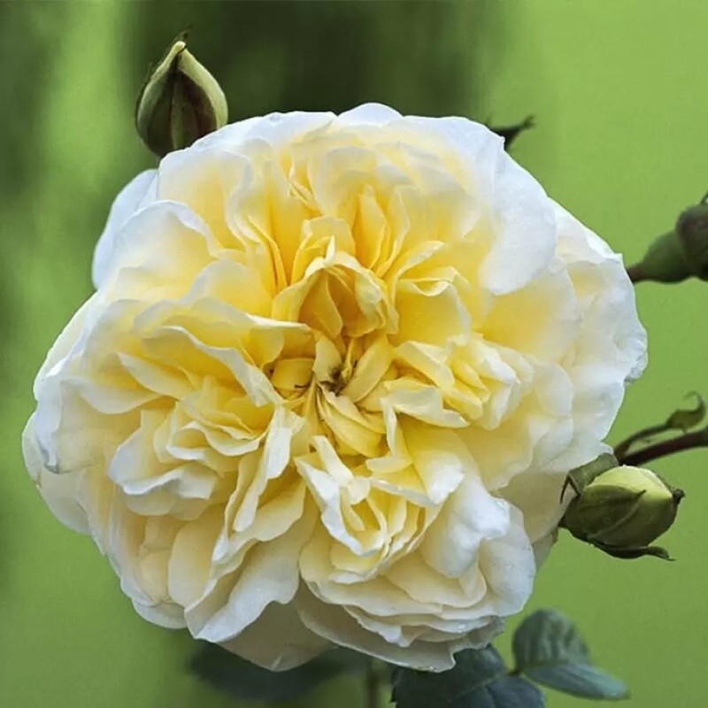 Перпетуале Иорс