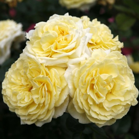 Перпетуале Иорс