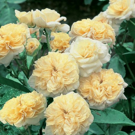 Перпетуале Иорс