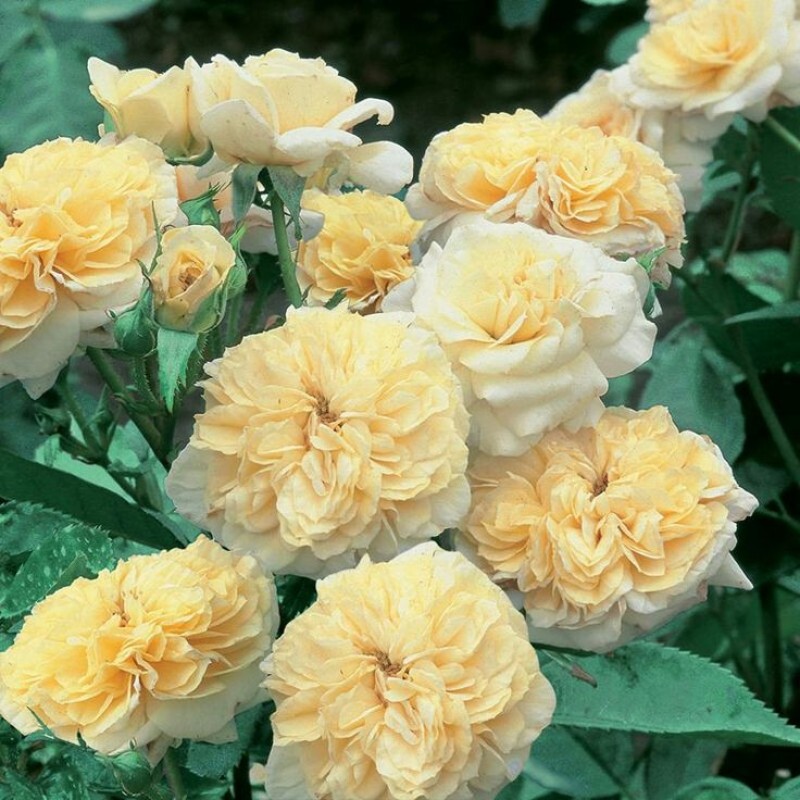 Перпетуале Иорс