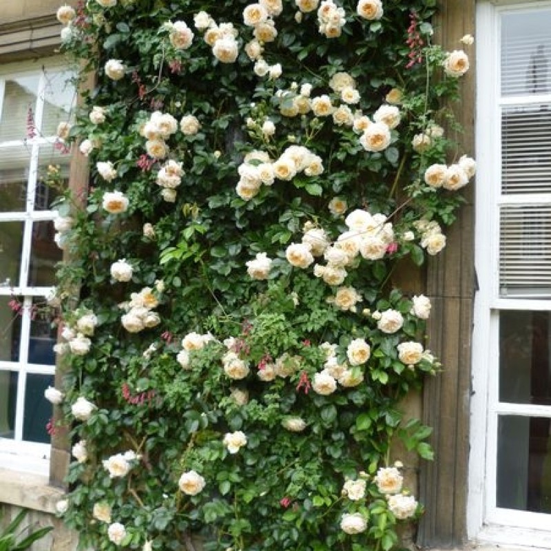 Перпетуале Иорс