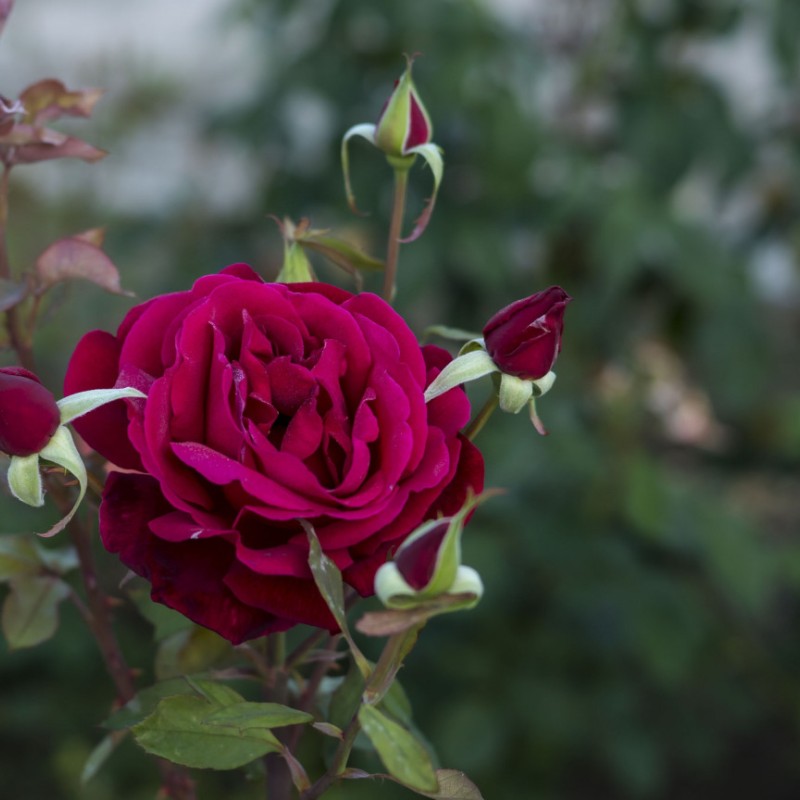 Астрид графиня фон Харденберг