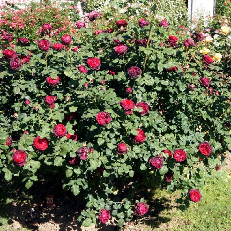 Астрид графиня фон Харденберг