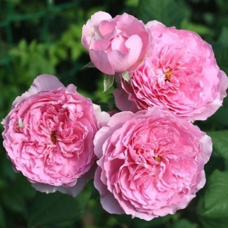 Леонардо Давинче