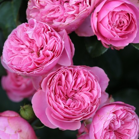 Леонардо Давинче