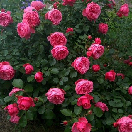 Леонардо Давинче