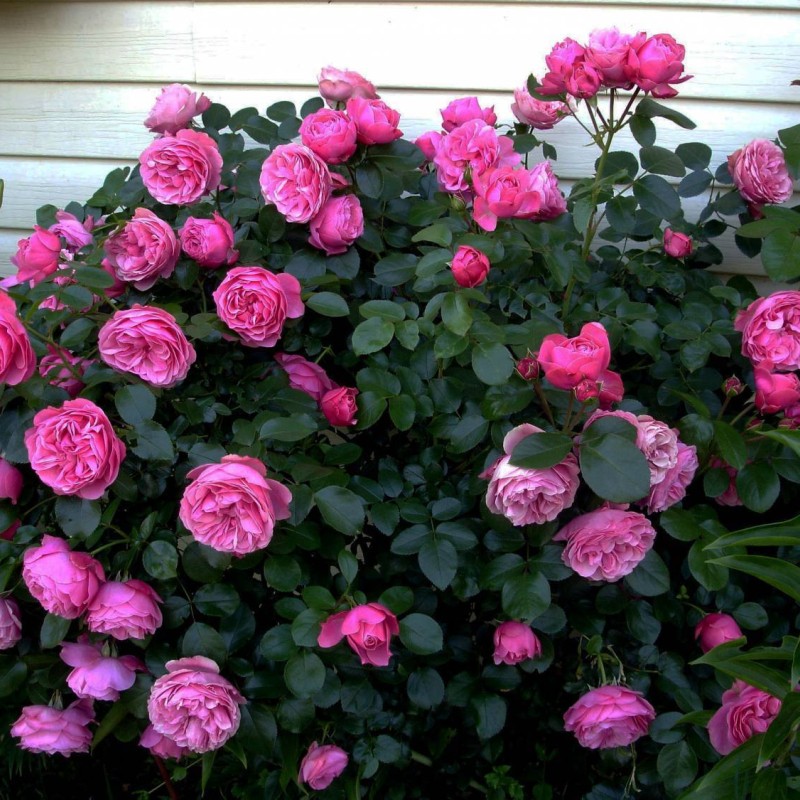 Леонардо Давинче