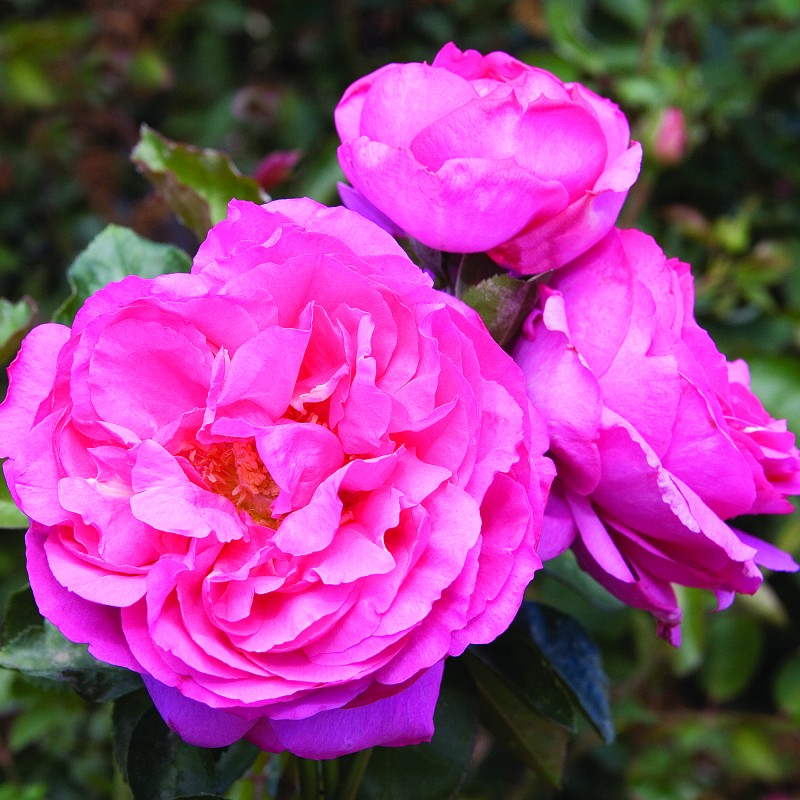 Глемис Касл