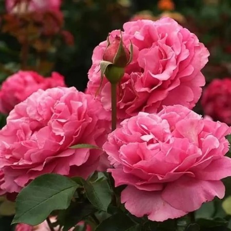 Глемис Касл