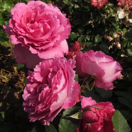 Глемис Касл