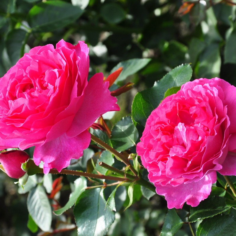 Глемис Касл