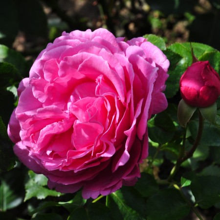 Глемис Касл