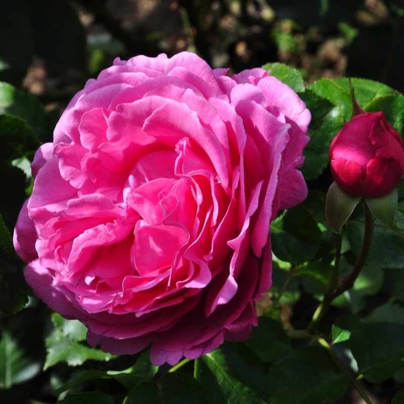 Глемис Касл