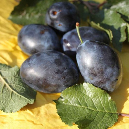 Слива Стенли