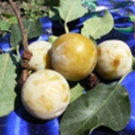 Слива Екатерининская