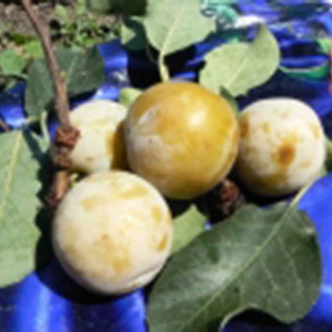 Слива Екатерининская