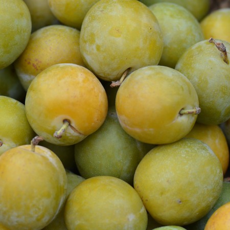 Слива Екатерининская