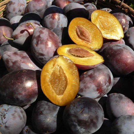 Слива Слива Ванета