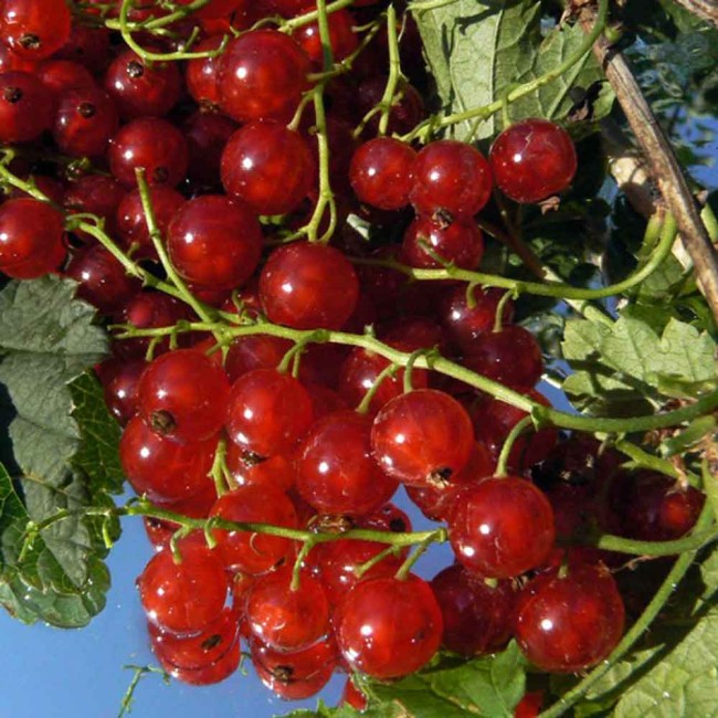 Смородина Голландская красная