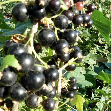 Смородина черная «Алтайская»