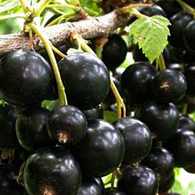 Смородина «Приморский великан»