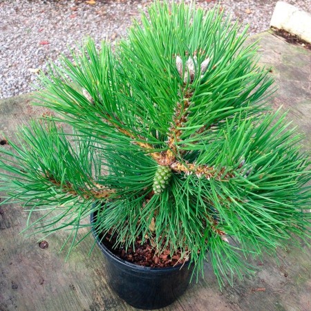 Сосна Крымская Черная  50 см.  С3.