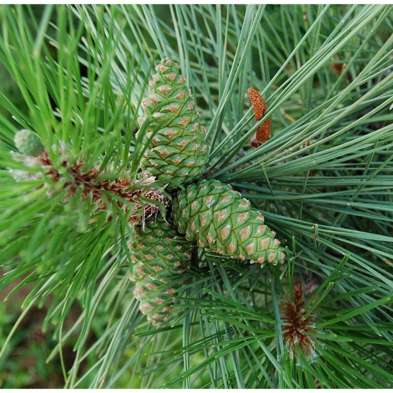 Сосна Крымская Черная  50 см.  С3.