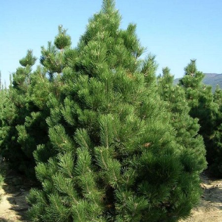 Сосна Крымская Черная  50 см.  С3.