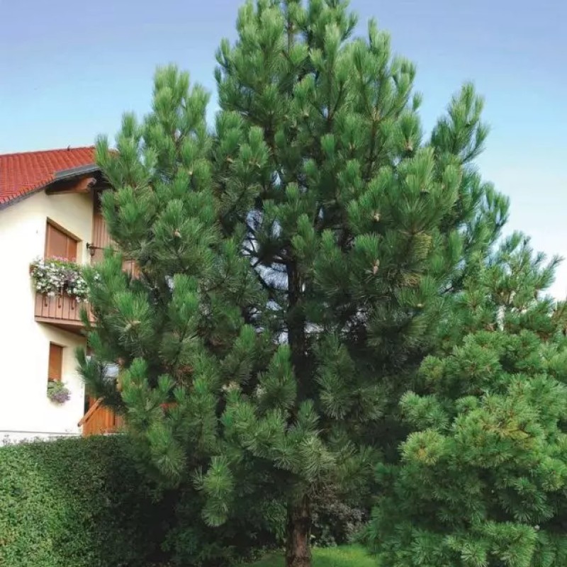 Сосна Крымская Черная  50 см.  С3.
