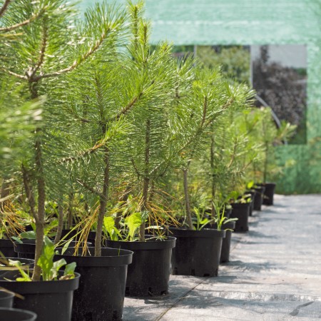 Сосна Крымская Черная  50 см.  С3.