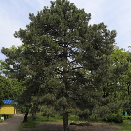 Сосна  Крымская Черная от 100 см.