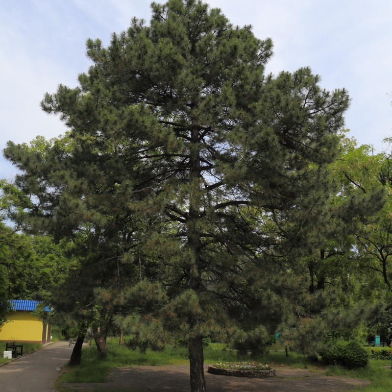 Сосна  Крымская Черная от 100 см.