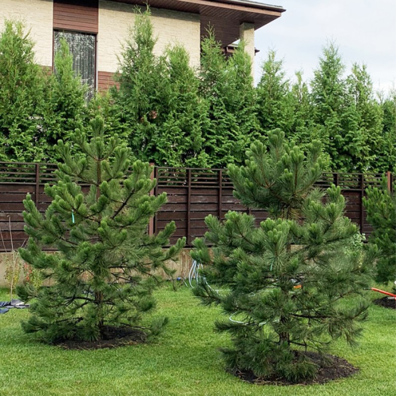 Сосна  Крымская Черная от 100 см.