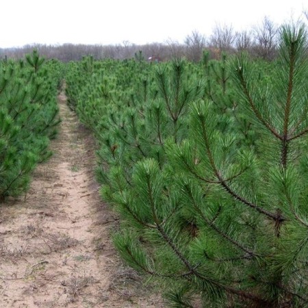 Сосна  Крымская Черная от 100 см.