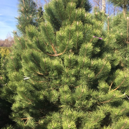 Сосна  Крымская Черная от 100 см.