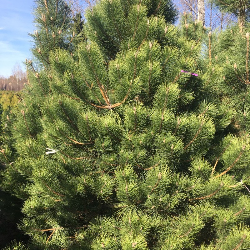 Сосна  Крымская Черная от 100 см.