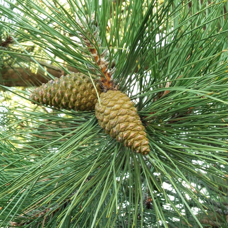 Сосна  Крымская Черная от 100 см.