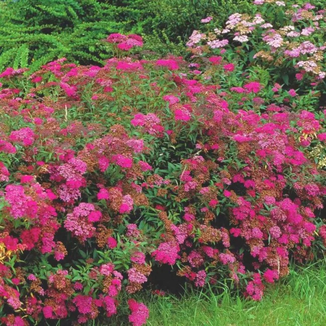 Спирея японская Anthony Watarer 40-60 см