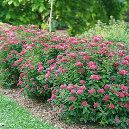 Спирея японская Anthony Watarer 40-60 см