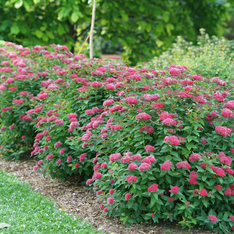 Спирея японская Anthony Watarer 40-60 см