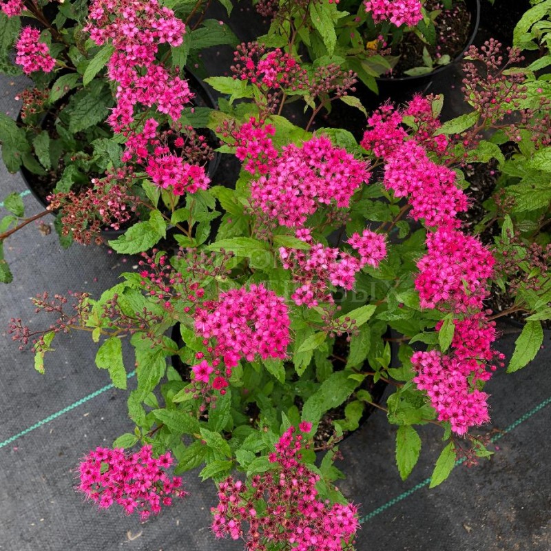 Спирея японская Anthony Watarer 40-60 см