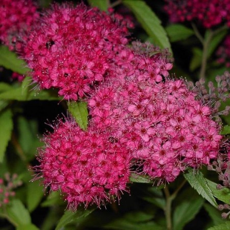 Спирея японская Anthony Watarer 40-60 см