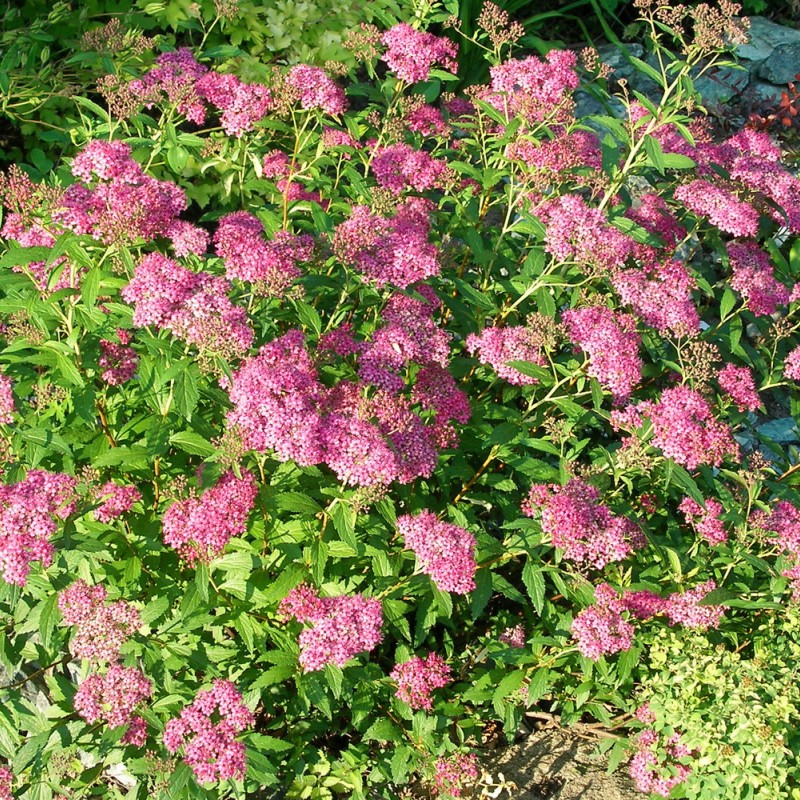 Спирея японская Anthony Watarer 40-60 см