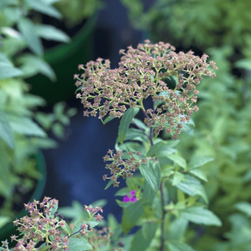 Спирея японская Anthony Watarer 40-60 см