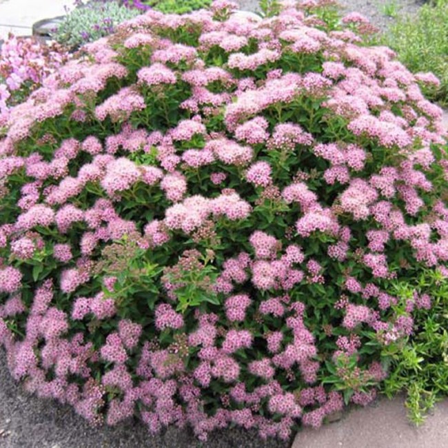 Спирея японская Little Princess 40-60 см