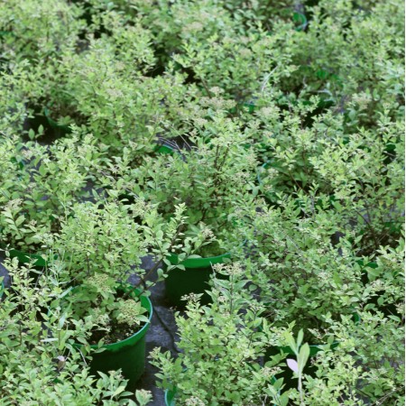 Спирея японская Little Princess 40-60 см