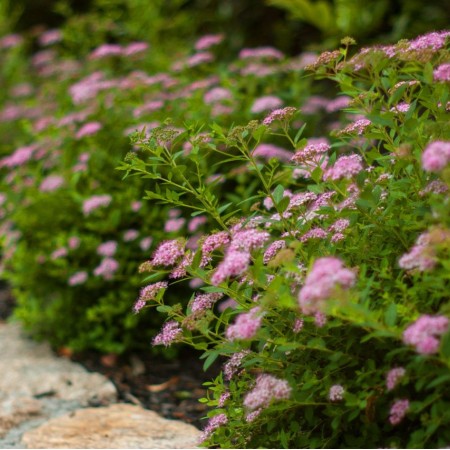 Спирея японская Little Princess 40-60 см