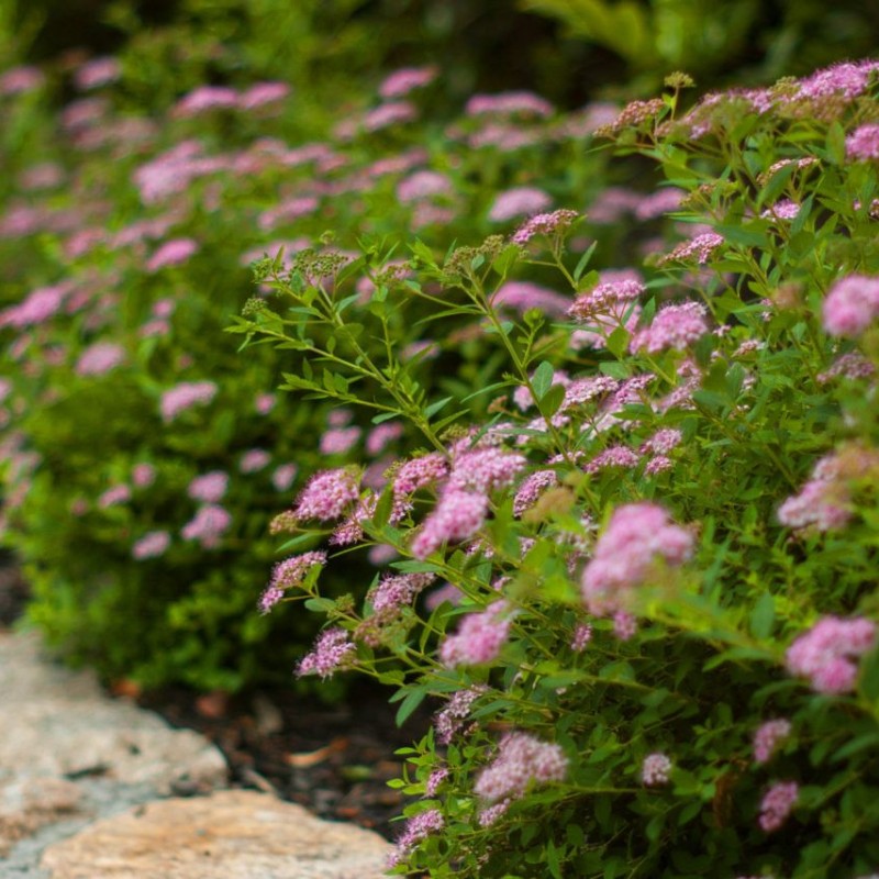 Спирея японская Little Princess 40-60 см